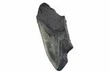 Partial Fossil Megalodon Tooth - South Carolina #374916-1